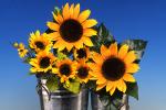 Sunflowers, OFFV20P14_05B
