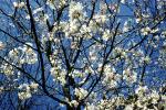 Springtime Blossoms, OFFV20P14_09