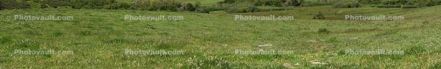 Grass Field, Bodega, Sonoma County, Panorama, OFGD01_015