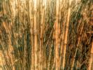 Bamboo, Abstract, OFGD01_054