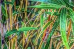 Bamboo, Abstract, OFGD01_058