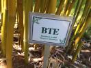 BTE, (Bambusa textilis)