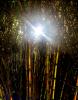 Sun peers through a thick bamboo forest, OFGD01_116
