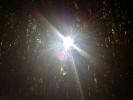 Sun peers through a thick bamboo forest, OFGD01_118