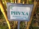 Phyxa, (Phyllostachys vivax), OFGD01_127