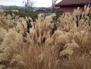 Pampas Grass, OFGD01_130