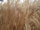 Pampas Grass, OFGD01_131