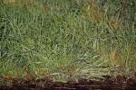 Patch of Grass, OFGD01_132