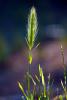 Wheat Grass, OFGD01_133
