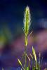 Wheat Grass, OFGD01_134