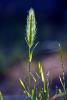 Wheat Grass, OFGD01_135