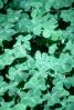 clover leaf, OFGV01P08_01B