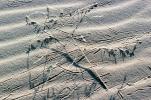 Insect trails on a sand dune, OFGV01P12_15B