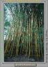 Bamboo, OFGV01P14_10