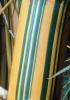 Bamboo, OFGV01P14_11B