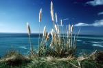 Pampas Grass, Pacific Ocean, OFGV02P03_02