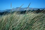 Shore Grasses, OFGV02P03_04