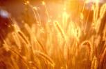 Golden Wheat grass