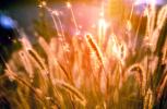 Wheat grass, OFGV02P03_06B