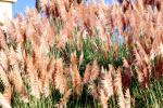 Pampas Grass, Santa Cruz, California, OFGV02P04_13