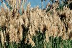Pampas Grass, Santa Cruz, California, OFGV02P04_14