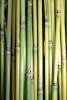 Bamboo, OFGV02P04_17