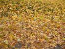 Fallen Leaves, Fallen Leaf, decay, decaying, decomposition, water, stream