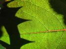 Close-up, thorns, shadow, veins, OFLD01_034
