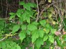 Poison Ivy, OFLD01_041