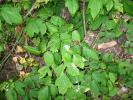 Poison Ivy, OFLD01_042