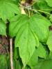 Poison Ivy, OFLD01_043
