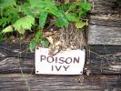 Poison Ivy, OFLD01_044