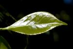 Shiny Green Leaf, OFLD01_061