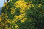 Yellow and green bush, OFLD01_081