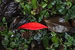 Red Shiny Rainy Leaf, OFLD01_192B