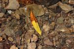 Fallen Leaf, decay, decaying, decomposition, water, stream, OFLD01_193