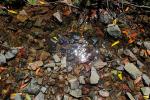 Fallen Leaf, decay, decaying, decomposition, water, stream, OFLD01_199