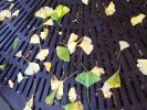 Ginko Baloba Leaves