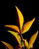 Golden Leaf Shines Spirit, OFLD01_217