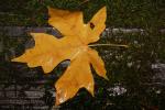 Yellow Leaf, OFLD01_230