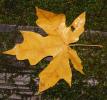 Yellow Leaf, OFLD01_231