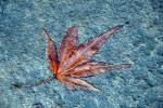 Wet Autumn Leaf on a Rock, OFLD01_233