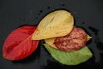 Yellow, Red, Green, Leaves, rain, wet, water, OFLD01_238