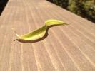 S-Curve Leaf on Wood