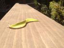 S-Curve Leaf on Wood, OFLD01_245