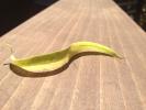 S-Curve Leaf on Wood, OFLD01_247