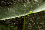 Dew Drop on a leaf, waterlens, dewdrop, OFLD01_255