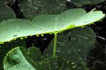 Dew Drop on a leaf, waterlens, dewdrop, OFLD01_256