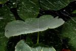 Dew Drop on a leaf, waterlens, dewdrop, OFLD01_257