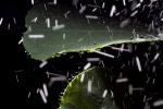 Dew Drop on a leaf, waterlens, dewdrop, OFLD01_258